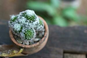 Garden cacti placed on old wood photo