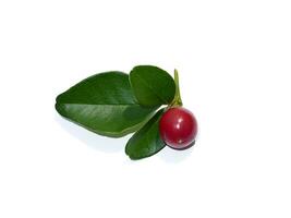 Close up Myrtle lime, Limeberry fruit with leaves on white background. photo