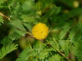 cerca arriba esponja árbol, Cassie flor, dulce acacia con difuminar antecedentes. foto