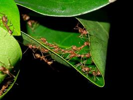 Red ants are working together to build a habitat out of leaves. photo
