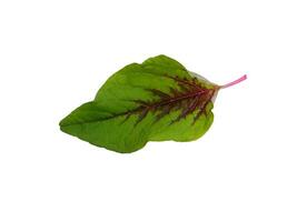 Close up Joseph's coat, Chinese spinach, Tampala leaves on white background. photo