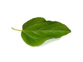 Close up mulberry leaf on white background. photo