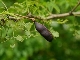 cerca arriba esponja árbol, Cassie flor, dulce acacia con difuminar antecedentes. foto