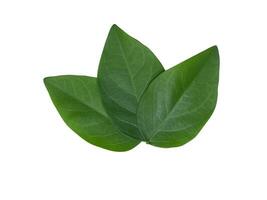 Close up leaves of Star gooseberry plant on white background. photo