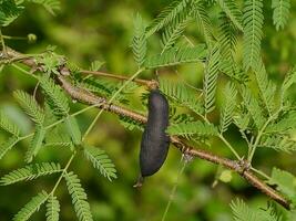 cerca arriba esponja árbol, Cassie flor, dulce acacia con difuminar antecedentes. foto