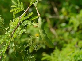 cerca arriba esponja árbol, Cassie flor, dulce acacia con difuminar antecedentes. foto