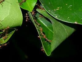 rojo hormigas son trabajando juntos a construir un habitat fuera de hojas. foto