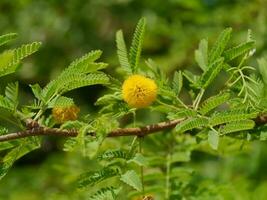 cerca arriba esponja árbol, Cassie flor, dulce acacia con difuminar antecedentes. foto