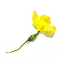 Close up flower of Balsam pear, Bitter cucumber, Leprosy gourd on white background. photo