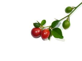 Close up Myrtle lime, Limeberry fruit with leaves on white background. photo