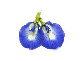 Close up Blue Pea, Butterfly Pea flower on white background. photo