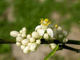 Close up lime flower on branches with blur background in plantation. photo