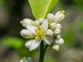 cerca arriba Lima flor en ramas con difuminar antecedentes en plantación. foto