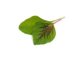 Close up Joseph's coat, Chinese spinach, Tampala leaves on white background. photo