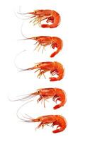 Five whole boiled prawns isolated on white background photo