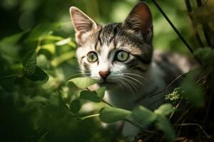 ai generado gatito en naturaleza en verano bosque antecedentes. de cerca animal retrato. ai generado foto