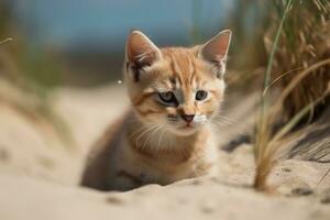 AI generated Kitty in nature on summer dune background. Closeup animal portrait. Ai generated photo