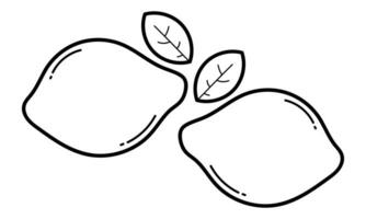 Hand drawn lime on white background vector
