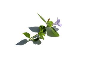 Close up of prostrate wild petunia, Bell Weed plant on white background with shadow. photo