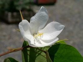 cerca arriba Nevado orquídea árbol, orquídea árbol flor. foto