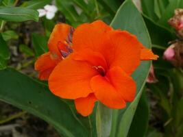 Close up orange Canna Lily , India Short Plant, India Shoot, Bulsarana flower. photo