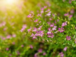 Close up False heather, Elfin herb flower. photo