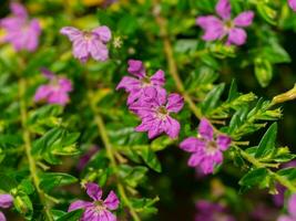 Close up False heather, Elfin herb flower. photo