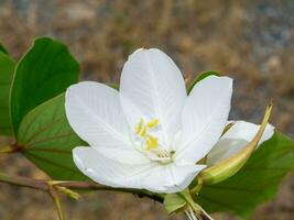 Close up Snowy Orchid Tree, Orchid Tree flower. photo