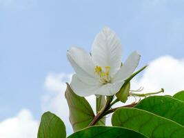 Close up Snowy Orchid Tree, Orchid Tree flower. photo