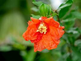 cerca arriba granada, punica manzana flor en difuminar antecedentes foto