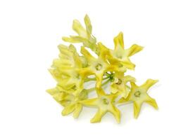 Close up the Cowslip creeper flower on white background. photo