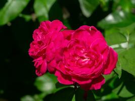 cerca arriba rosado Rosa flor con difuminar antecedentes. foto
