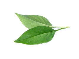 Close up Hoary basil leaves on white background. photo