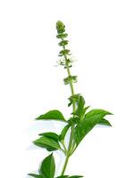 Close up Hoary basil flower and leaves on white background. photo