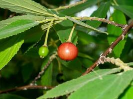 cerca arriba mermelada árbol, jamaicano cereza, malayo cereza, Oeste indio cereza. foto