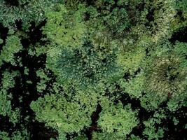 Macro image of Lichens on the bark. photo