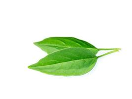 Close up Hoary basil leaves on white background. photo