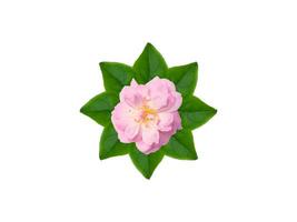 Close up Pink Rose flower on green leaves with white background. photo