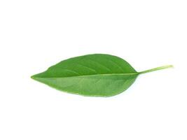Close up Hoary basil leaves on white background. photo