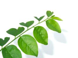 Close up Star gooseberry leaves on white background. photo