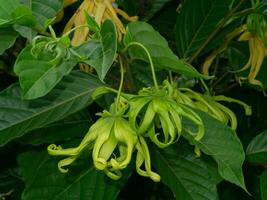 Close up Dwarf Ylang-Ylang flower. photo