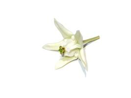 Close up white Crown Flower, Giant Indian Milkweed, Gigantic on white background. photo