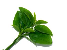 Close up Star gooseberry leaves on white background. photo