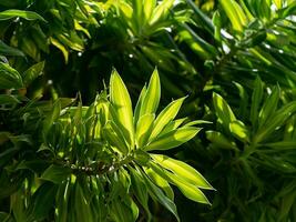 Close up Song of Jamaica leaves background. photo