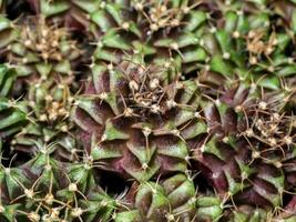 Close up group of cactus plantfor further planting. photo