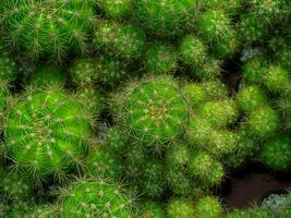 Top view of green cactus with thorns background. photo