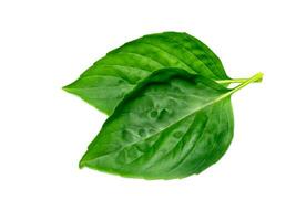 Close up Sweet Basil leaf on white background. photo