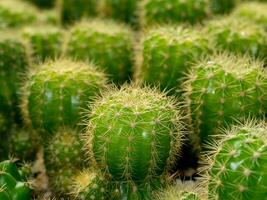 Close up green cactus with thorns on blur background. photo