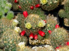 Close up small cactus flower and red fruit on tree. photo