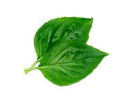 Close up Sweet Basil leaf on white background. photo